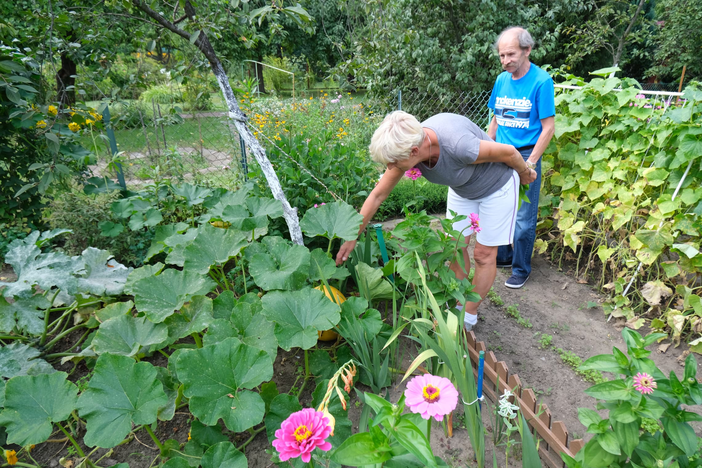 Integration of allotment and community gardens