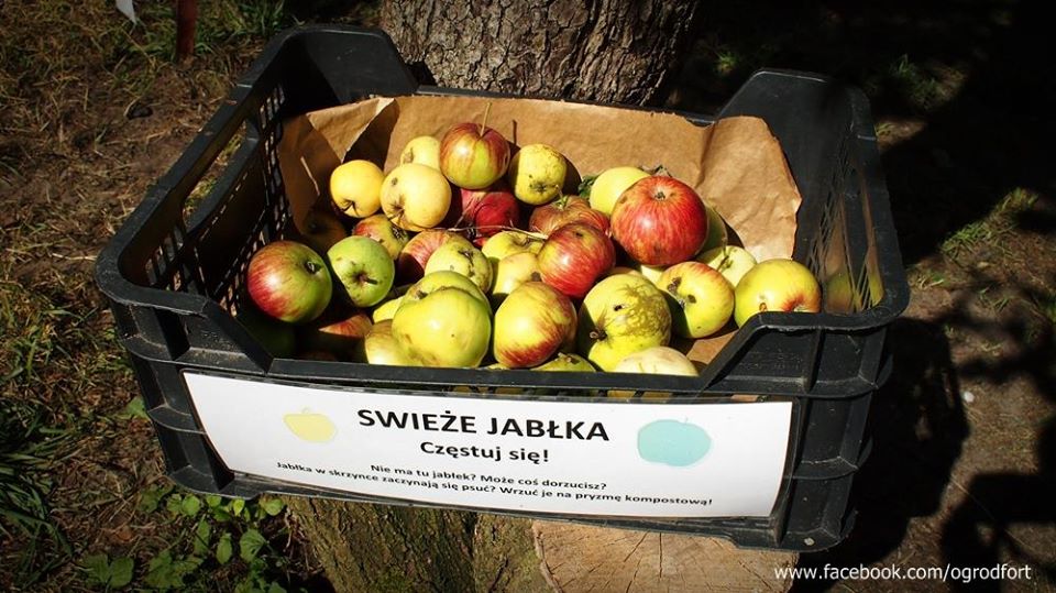 Collecting fallen apples made into a collective task, open for the public. Participation in working and benefiting! source: FB fanpage of the Fort Bema Ogród Społecznościowy